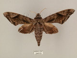 中文名:葡萄缺角天蛾(244-53)學名:Acosmeryx naga (Moore, 1857)(244-53)中文別名:全緣缺角天蛾