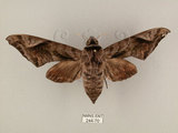 中文名:葡萄缺角天蛾(244-70)學名:Acosmeryx naga (Moore, 1857)(244-70)中文別名:全緣缺角天蛾