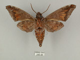 中文名:葡萄缺角天蛾(245-46)學名:Acosmeryx naga (Moore, 1857)(245-46)中文別名:全緣缺角天蛾