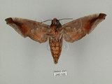 中文名:葡萄缺角天蛾(246-105)學名:Acosmeryx naga (Moore, 1857)(246-105)中文別名:全緣缺角天蛾