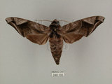 中文名:葡萄缺角天蛾(246-105)學名:Acosmeryx naga (Moore, 1857)(246-105)中文別名:全緣缺角天蛾
