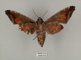 中文名:葡萄缺角天蛾(2680-674)學名:Acosmeryx naga (Moore, 1857)(2680-674)中文別名:全緣缺角天蛾