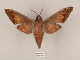 中文名:葡萄缺角天蛾(2880-296)學名:Acosmeryx naga (Moore, 1857)(2880-296)中文別名:全緣缺角天蛾