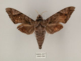 中文名:葡萄缺角天蛾(2880-296)學名:Acosmeryx naga (Moore, 1857)(2880-296)中文別名:全緣缺角天蛾