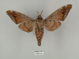 中文名:葡萄缺角天蛾(3101-31)學名:Acosmeryx naga (Moore, 1857)(3101-31)中文別名:全緣缺角天蛾