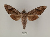 中文名:葡萄缺角天蛾(3101-31)學名:Acosmeryx naga (Moore, 1857)(3101-31)中文別名:全緣缺角天蛾