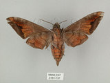 中文名:葡萄缺角天蛾(3161-737)學名:Acosmeryx naga (Moore, 1857)(3161-737)中文別名:全緣缺角天蛾