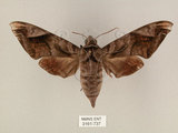 中文名:葡萄缺角天蛾(3161-737)學名:Acosmeryx naga (Moore, 1857)(3161-737)中文別名:全緣缺角天蛾