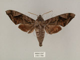中文名:葡萄缺角天蛾(3161-789)學名:Acosmeryx naga (Moore, 1857)(3161-789)中文別名:全緣缺角天蛾