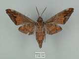 中文名:葡萄缺角天蛾(3198-144)學名:Acosmeryx naga (Moore, 1857)(3198-144)中文別名:全緣缺角天蛾