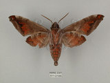 中文名:葡萄缺角天蛾(511-2109)學名:Acosmeryx naga (Moore, 1857)(511-2109)中文別名:全緣缺角天蛾