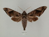 中文名:葡萄缺角天蛾(511-2109)學名:Acosmeryx naga (Moore, 1857)(511-2109)中文別名:全緣缺角天蛾