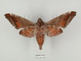 中文名:葡萄缺角天蛾(511-2114)學名:Acosmeryx naga (Moore, 1857)(511-2114)中文別名:全緣缺角天蛾