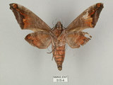 中文名:葡萄缺角天蛾(515-4)學名:Acosmeryx naga (Moore, 1857)(515-4)中文別名:全緣缺角天蛾
