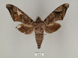 中文名:葡萄缺角天蛾(515-4)學名:Acosmeryx naga (Moore, 1857)(515-4)中文別名:全緣缺角天蛾
