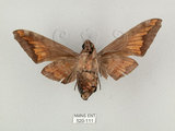 中文名:葡萄缺角天蛾(520-111)學名:Acosmeryx naga (Moore, 1857)(520-111)中文別名:全緣缺角天蛾