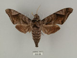 中文名:葡萄缺角天蛾(622-99)學名:Acosmeryx naga (Moore, 1857)(622-99)中文別名:全緣缺角天蛾