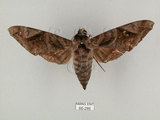 中文名:葡萄缺角天蛾(66-286)學名:Acosmeryx naga (Moore, 1857)(66-286)中文別名:全緣缺角天蛾