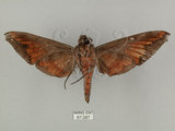 中文名:葡萄缺角天蛾(67-287)學名:Acosmeryx naga (Moore, 1857)(67-287)中文別名:全緣缺角天蛾