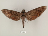 中文名:葡萄缺角天蛾(67-287)學名:Acosmeryx naga (Moore, 1857)(67-287)中文別名:全緣缺角天蛾