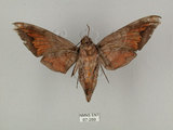 中文名:葡萄缺角天蛾(67-289)學名:Acosmeryx naga (Moore, 1857)(67-289)中文別名:全緣缺角天蛾