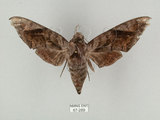 中文名:葡萄缺角天蛾(67-289)學名:Acosmeryx naga (Moore, 1857)(67-289)中文別名:全緣缺角天蛾