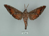 中文名:葡萄缺角天蛾(67-290)學名:Acosmeryx naga (Moore, 1857)(67-290)中文別名:全緣缺角天蛾