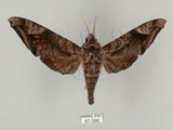 中文名:葡萄缺角天蛾(67-290)學名:Acosmeryx naga (Moore, 1857)(67-290)中文別名:全緣缺角天蛾
