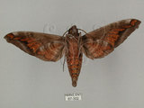 中文名:葡萄缺角天蛾(67-302)學名:Acosmeryx naga (Moore, 1857)(67-302)中文別名:全緣缺角天蛾
