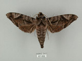 中文名:葡萄缺角天蛾(67-302)學名:Acosmeryx naga (Moore, 1857)(67-302)中文別名:全緣缺角天蛾