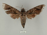 中文名:葡萄缺角天蛾(67-335)學名:Acosmeryx naga (Moore, 1857)(67-335)中文別名:全緣缺角天蛾