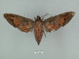 中文名:葡萄缺角天蛾(67-341)學名:Acosmeryx naga (Moore, 1857)(67-341)中文別名:全緣缺角天蛾
