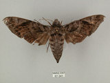 中文名:葡萄缺角天蛾(67-341)學名:Acosmeryx naga (Moore, 1857)(67-341)中文別名:全緣缺角天蛾