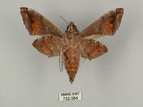 中文名:葡萄缺角天蛾(732-384)學名:Acosmeryx naga (Moore, 1857)(732-384)中文別名:全緣缺角天蛾