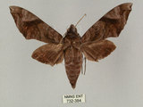 中文名:葡萄缺角天蛾(732-384)學名:Acosmeryx naga (Moore, 1857)(732-384)中文別名:全緣缺角天蛾