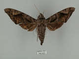 中文名:葡萄缺角天蛾(740-223)學名:Acosmeryx naga (Moore, 1857)(740-223)中文別名:全緣缺角天蛾