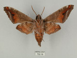 中文名:葡萄缺角天蛾(752-18)學名:Acosmeryx naga (Moore, 1857)(752-18)中文別名:全緣缺角天蛾