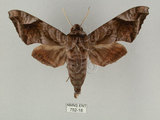 中文名:葡萄缺角天蛾(752-18)學名:Acosmeryx naga (Moore, 1857)(752-18)中文別名:全緣缺角天蛾