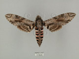 中文名:白薯天蛾(1116-5)學名:Agrius convolvuli (Linnaeus, 1758)(1116-5)中文別名:甘藷天蛾