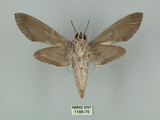 中文名:白薯天蛾(1188-75)學名:Agrius convolvuli (Linnaeus, 1758)(1188-75)中文別名:甘藷天蛾