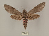 中文名:白薯天蛾(1188-75)學名:Agrius convolvuli (Linnaeus, 1758)(1188-75)中文別名:甘藷天蛾
