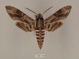 中文名:白薯天蛾(1282-691)學名:Agrius convolvuli (Linnaeus, 1758)(1282-691)中文別名:甘藷天蛾