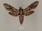 中文名:白薯天蛾(1282-807)學名:Agrius convolvuli (Linnaeus, 1758)(1282-807)中文別名:甘藷天蛾