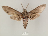 中文名:白薯天蛾(2071-668)學名:Agrius convolvuli (Linnaeus, 1758)(2071-668)中文別名:甘藷天蛾