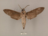中文名:白薯天蛾(211-4)學名:Agrius convolvuli (Linnaeus, 1758)(211-4)中文別名:甘藷天蛾