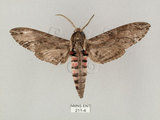 中文名:白薯天蛾(211-4)學名:Agrius convolvuli (Linnaeus, 1758)(211-4)中文別名:甘藷天蛾