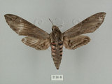 中文名:白薯天蛾(2114-8)學名:Agrius convolvuli (Linnaeus, 1758)(2114-8)中文別名:甘藷天蛾