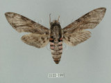 中文名:白薯天蛾(2122-199)學名:Agrius convolvuli (Linnaeus, 1758)(2122-199)中文別名:甘藷天蛾