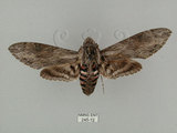 中文名:白薯天蛾(245-12)學名:Agrius convolvuli (Linnaeus, 1758)(245-12)中文別名:甘藷天蛾