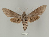 中文名:白薯天蛾(2489-216)學名:Agrius convolvuli (Linnaeus, 1758)(2489-216)中文別名:甘藷天蛾
